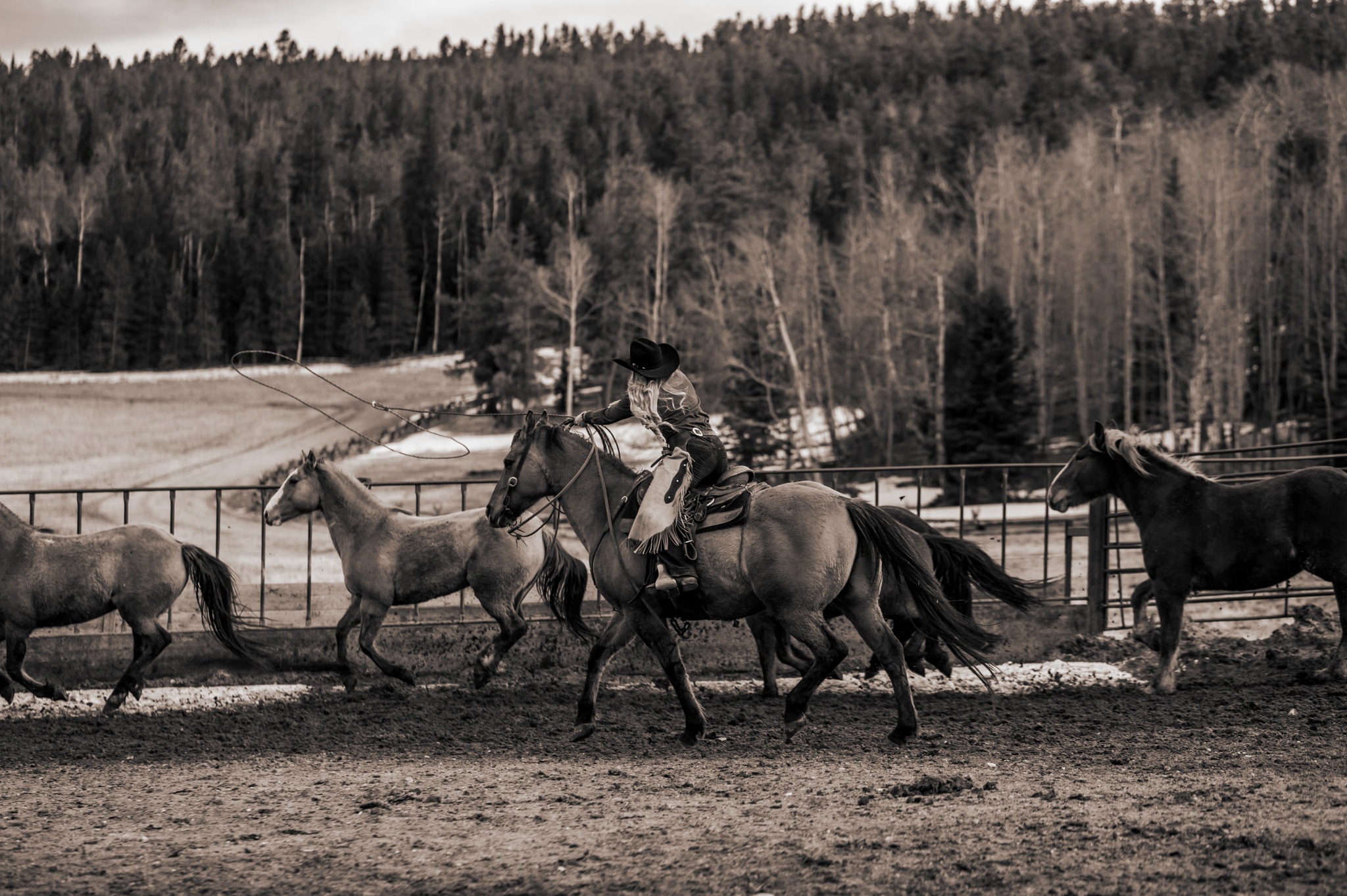Roping horseback among the herd