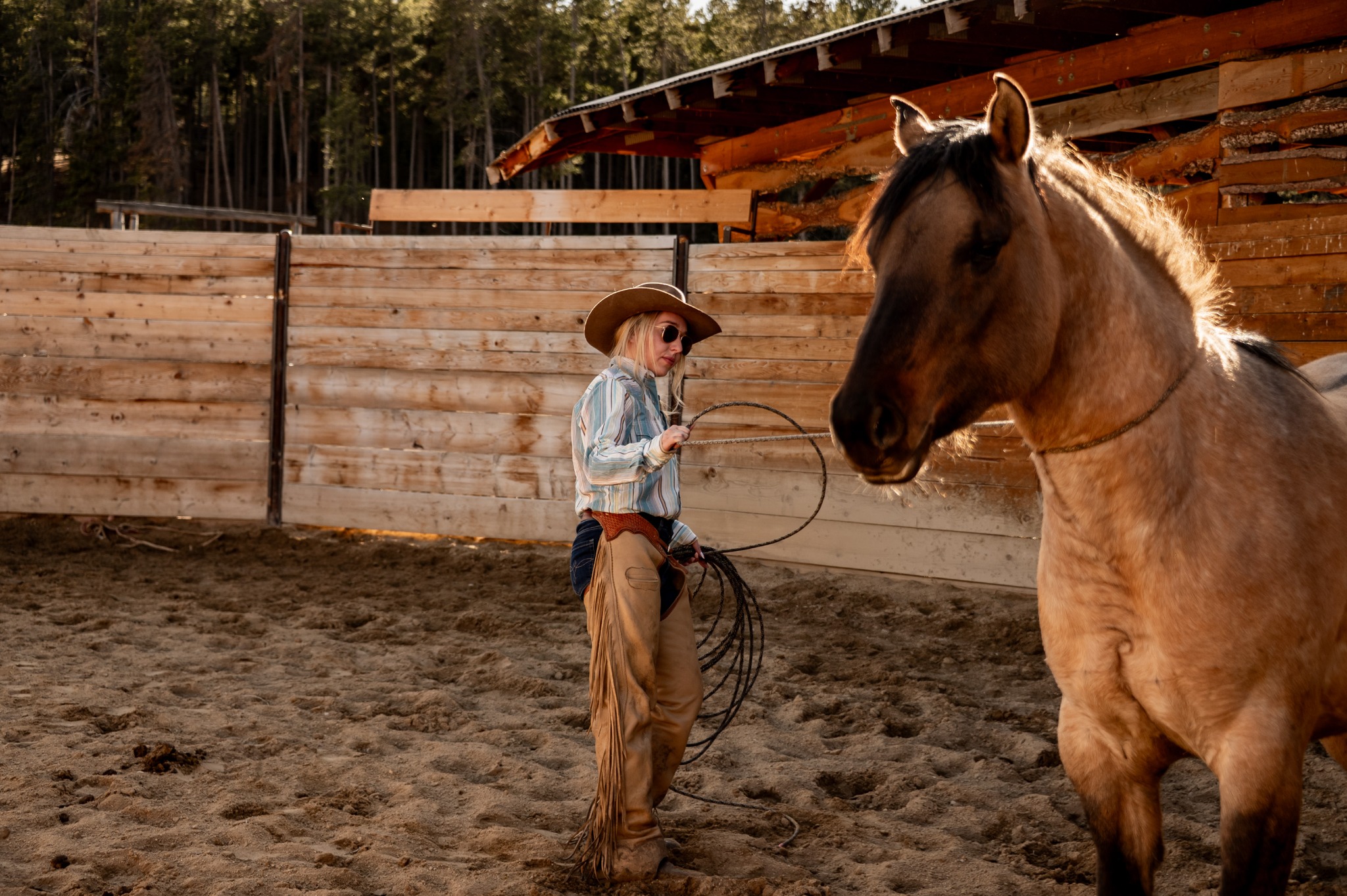 Groundwork with a horse