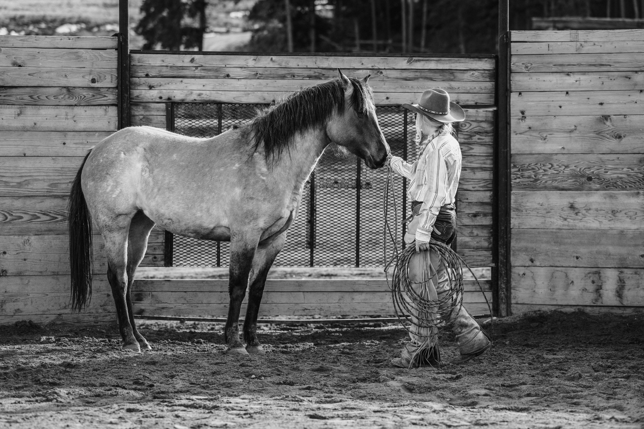 Groundwork with a young horse